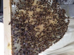 KBKA Kennet Beekeepers Association