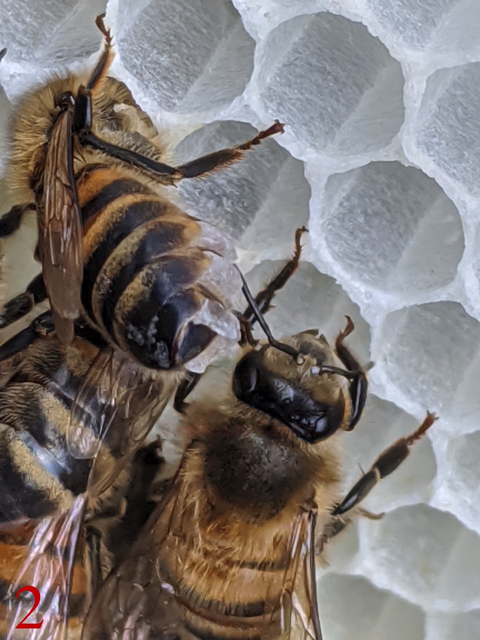 Best unusual beekeeping 2