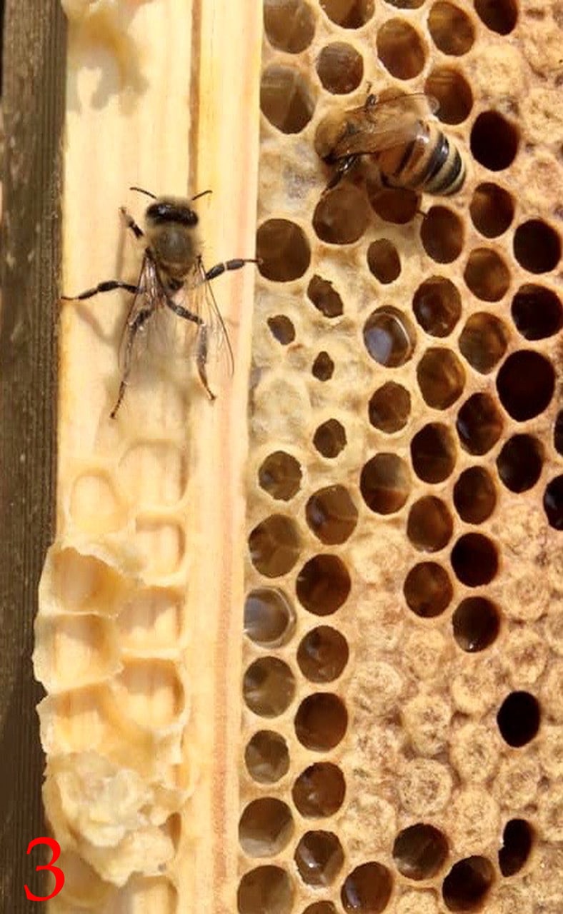 Best unusual beekeeping 3